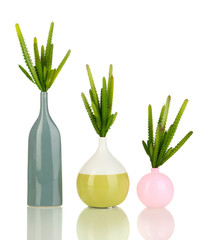 Cactuses in vase isolated on white