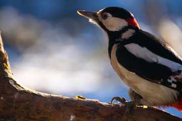 Obraz premium Woodpecker