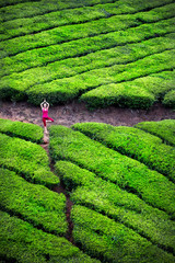 Yoga in tea plantations