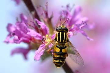Hoverfly Feeding On Purple Loosestrife Flower