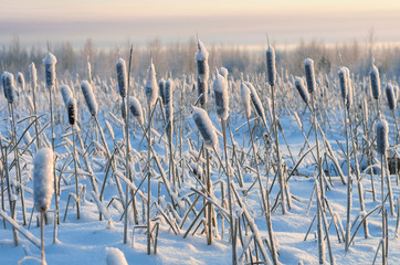 Snowy winter evening cattail