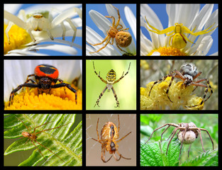 Nine photos mosaic of spiders