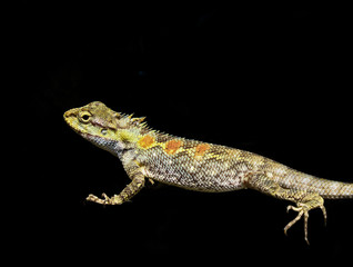 The Lizard in Black background