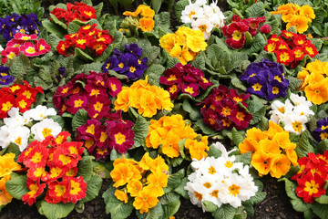 Obraz premium Assorted Primrose in different colors