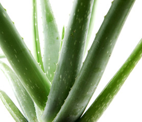 aloe