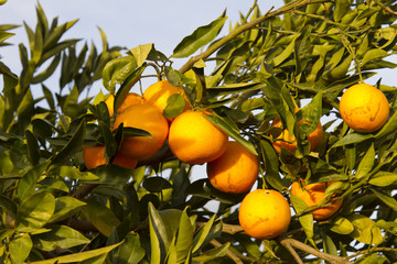 Valencia orange trees