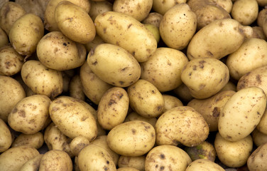 potatoes, raw vegetables in market for texture for background