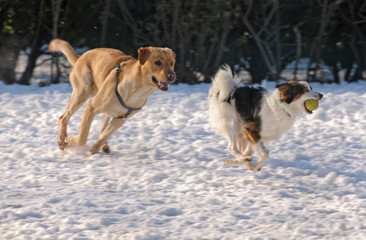 Fototapeta na wymiar Bieganie psy na śniegu
