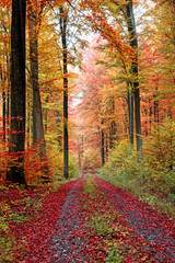 Herbstwaldweg im Oktober