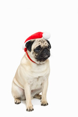 Cute pug wearing a red Santa Hat