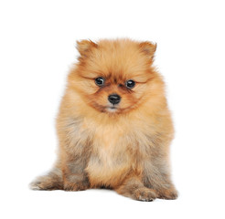 Obraz premium Pomeranian Spitz dog. Portrait on a white background