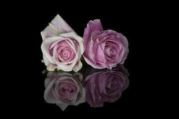 Fototapeta premium Two pink Roses