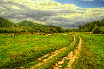 Road through meadow to the mountain