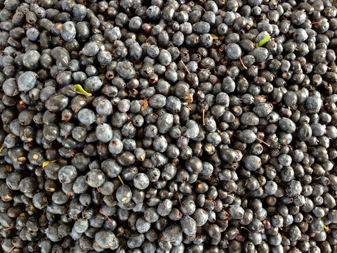 mirto