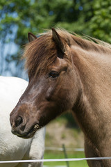 Obraz premium Portrait of a brown Icelandic horse