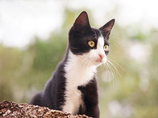 junge Katze, schwarz-wei&szlig; 26