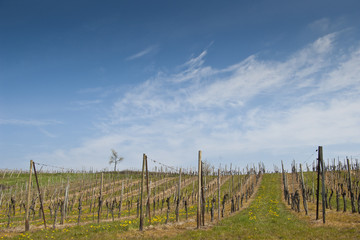 Eguisheim - Vignes