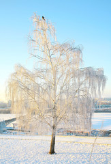 Winter snow-covered birch in strong frost with blue sky