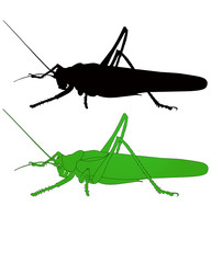 locusts grasshopper insect isolated