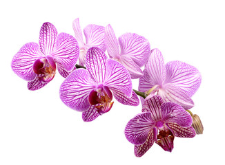 orchid flowers on branch isolated white background