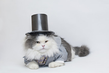intelligent cat