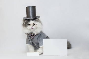 intelligent cat