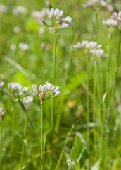 flowering Allium roseum