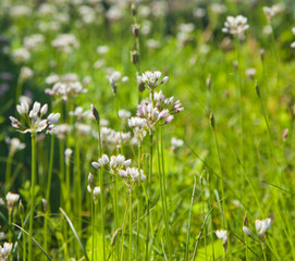 flowering Allium roseum
