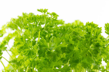 Fresh parsley