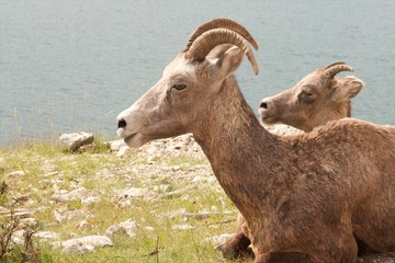 Two Big Horn Sheep