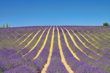Fototapeta na wymiar Lavender Feld - Lawendowe pole 11