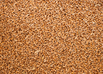 Wheat grain detail