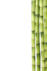 Isolated lucky bamboo stem border