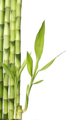 Fototapeta na wymiar isolated bamboo