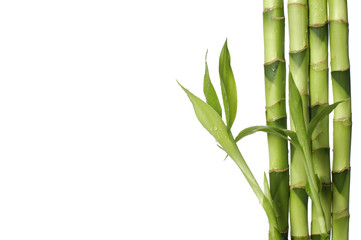 Fototapeta na wymiar Granica z cienkiej bambusowym gaju wyizolowanych z liści