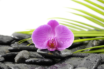 pink orchid with green plant in water drops