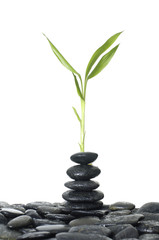 Fresh bamboo leaves with stacked of black stones
