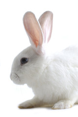 Close-up Rabbit