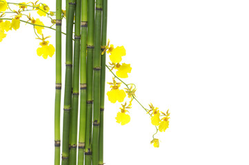 Spa creation concepts-thin bamboo grove and yellow orchid