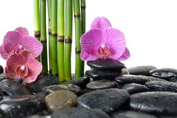 spa concept