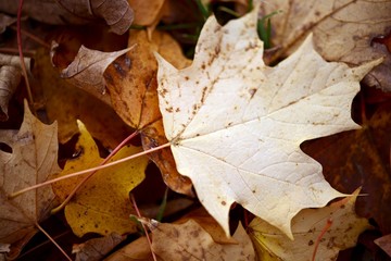 Maple Leaf in Fall