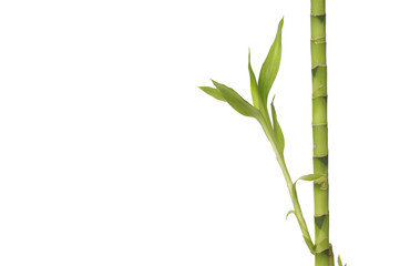 Isolated nature lucky bamboo