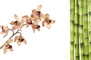 branch orchid flower and green bamboo sticks on white