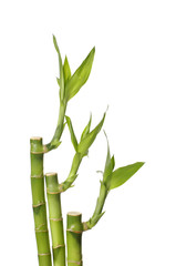 Fototapeta na wymiar Zielony bambus