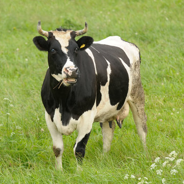 Surprised Black and White Cow with Open Mouth