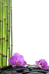 Still life with thin bamboo grove and pink orchid on pebble
