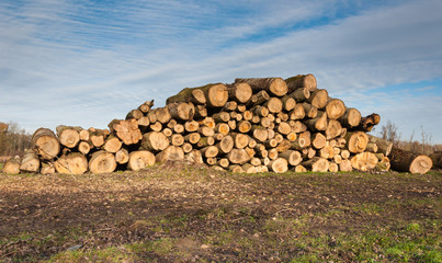 Piled tree trunks