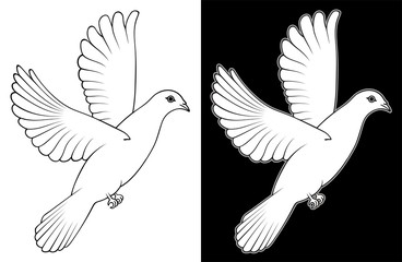 White Dove