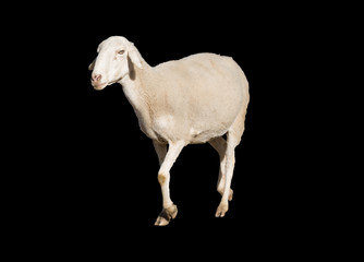 Obraz na płótnie Canvas Owca