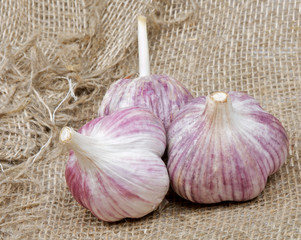 Garlic